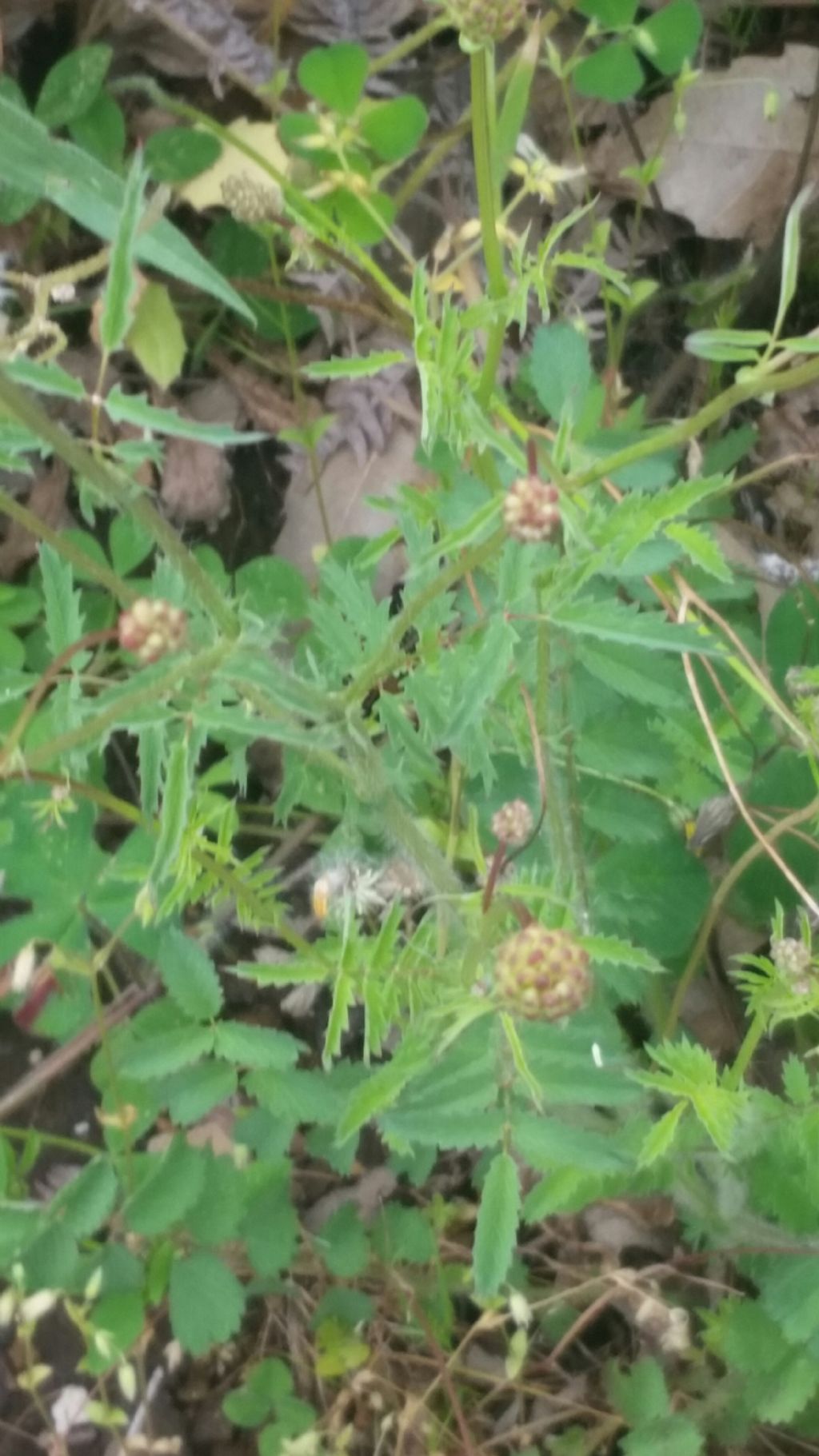 Sanguisorba sp. (Rosaceae)
